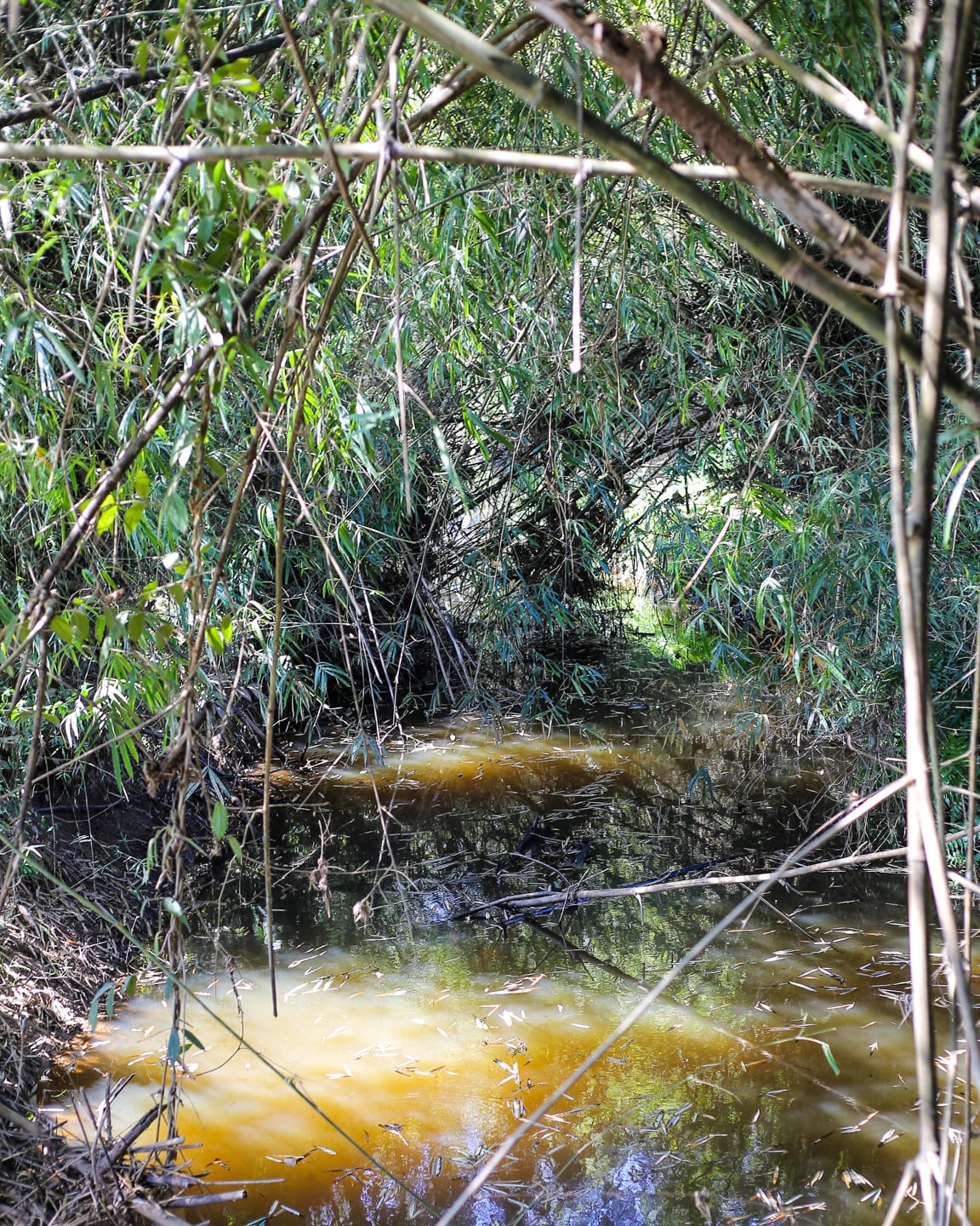 still creek in grove