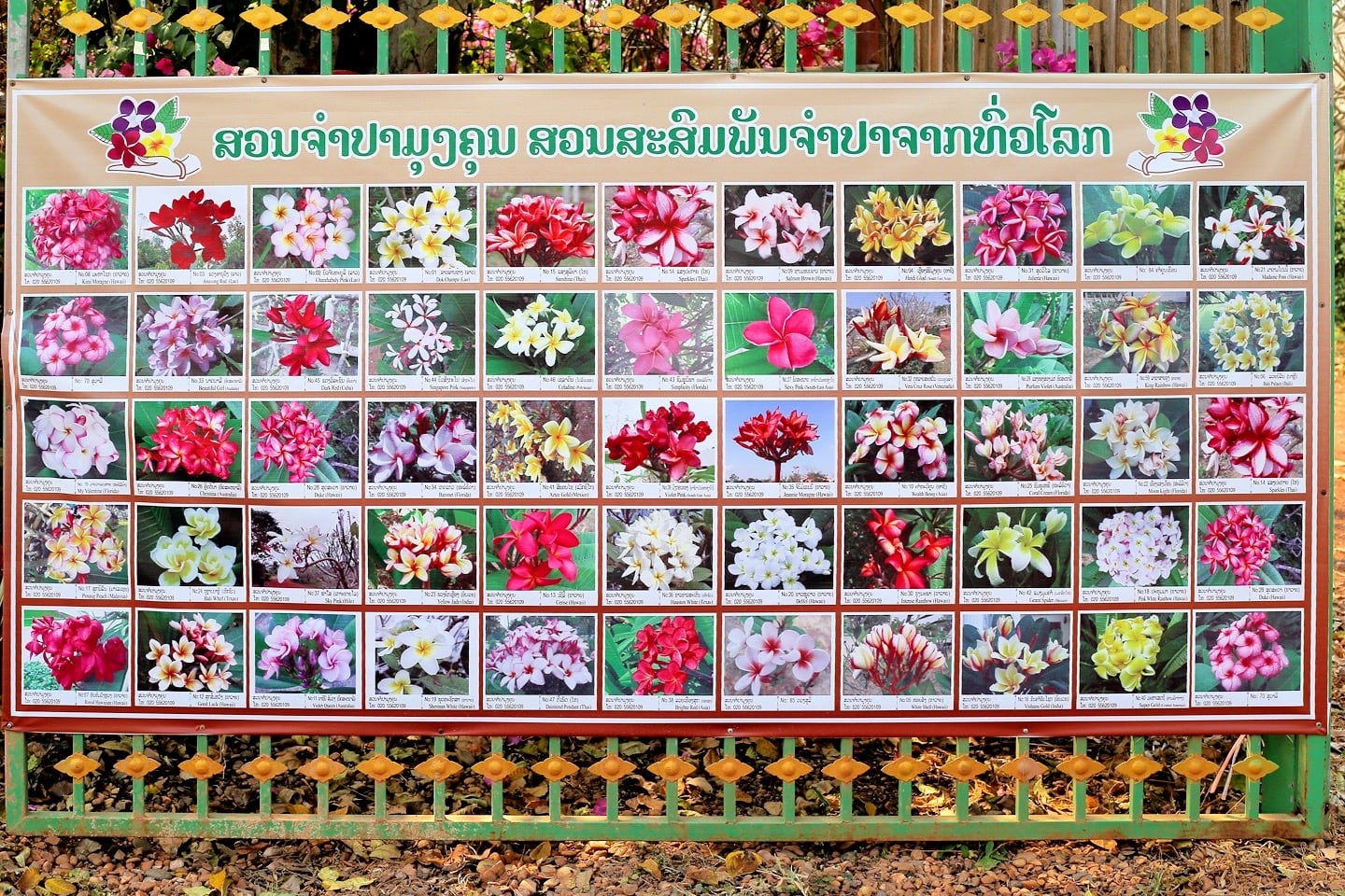 Champa Garden Restaurant Vientiane