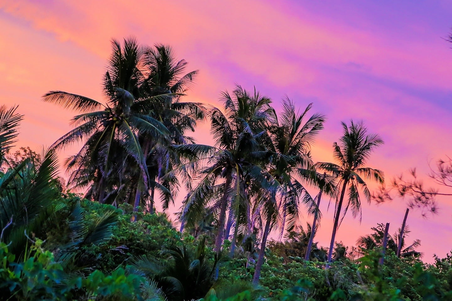 palm trees brilliant sunset pastel sky Tanjung Simpang Mengayau