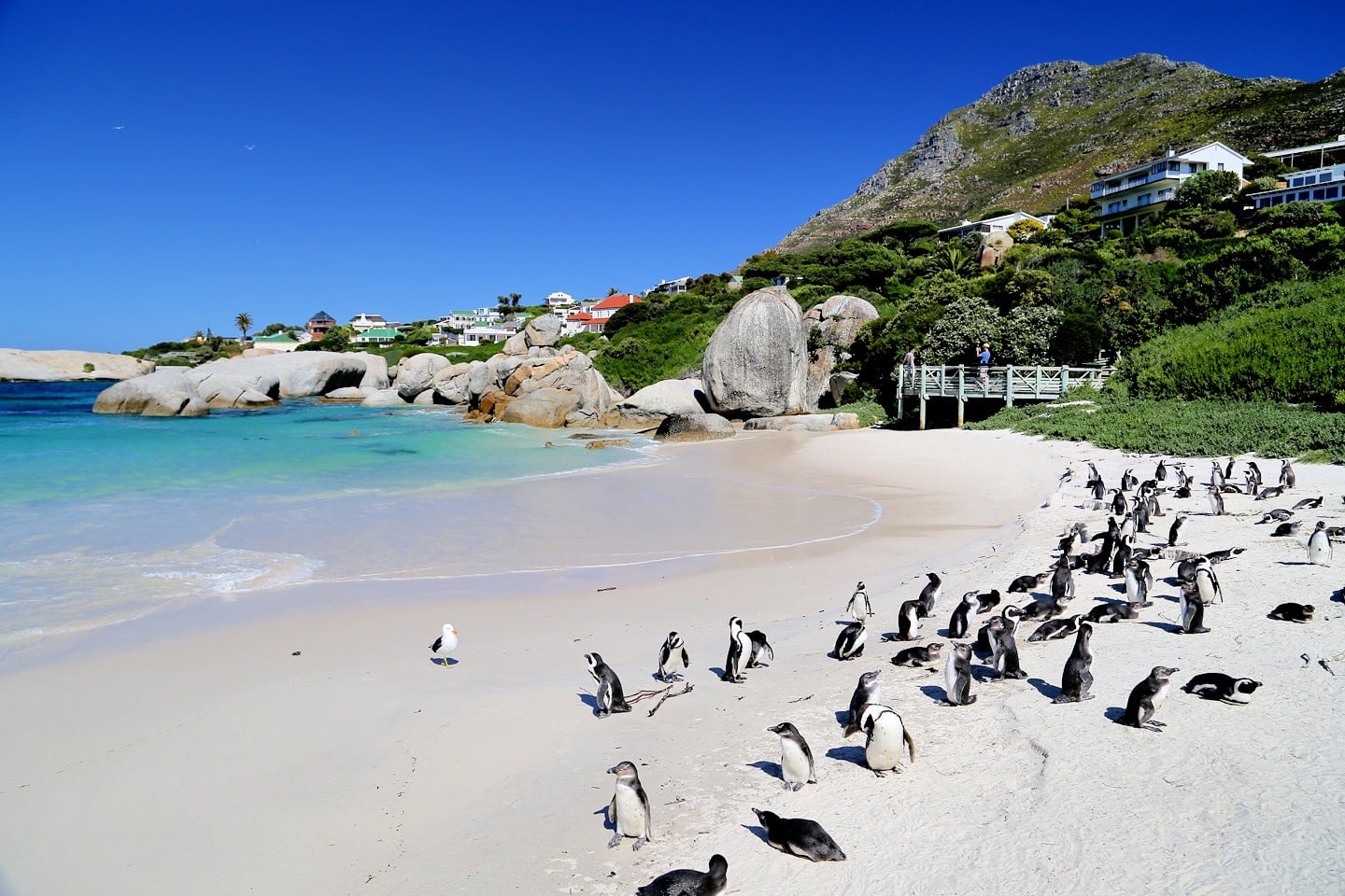 Colonia de pingüinos de Boulders Beach Sudáfrica