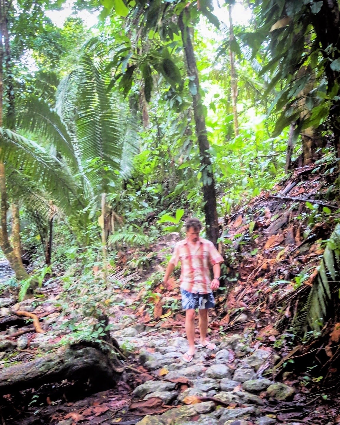 hiker walking in the jungle