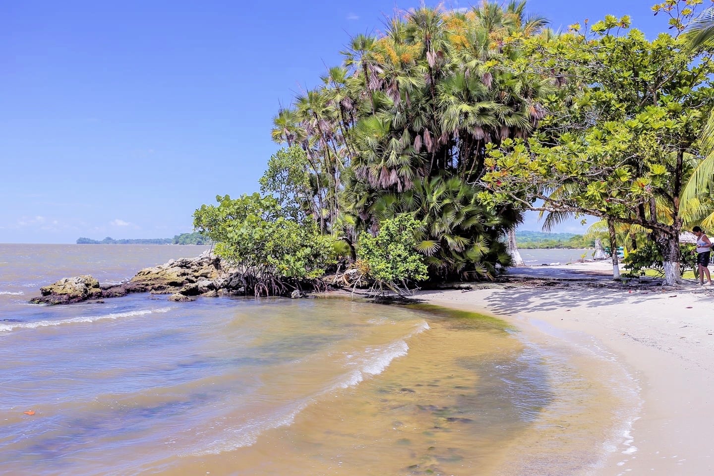 mangrove near water