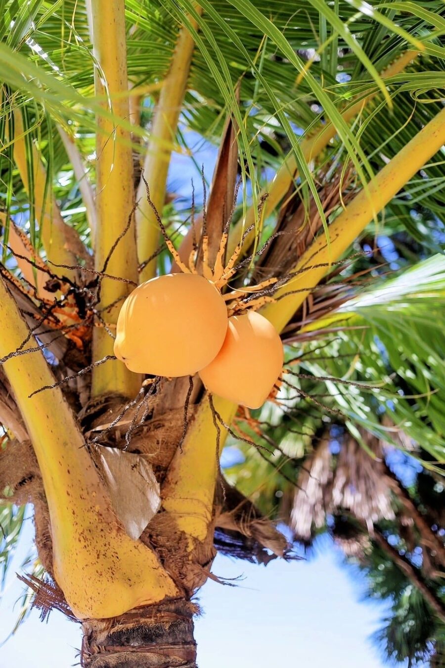 coconuts in tree