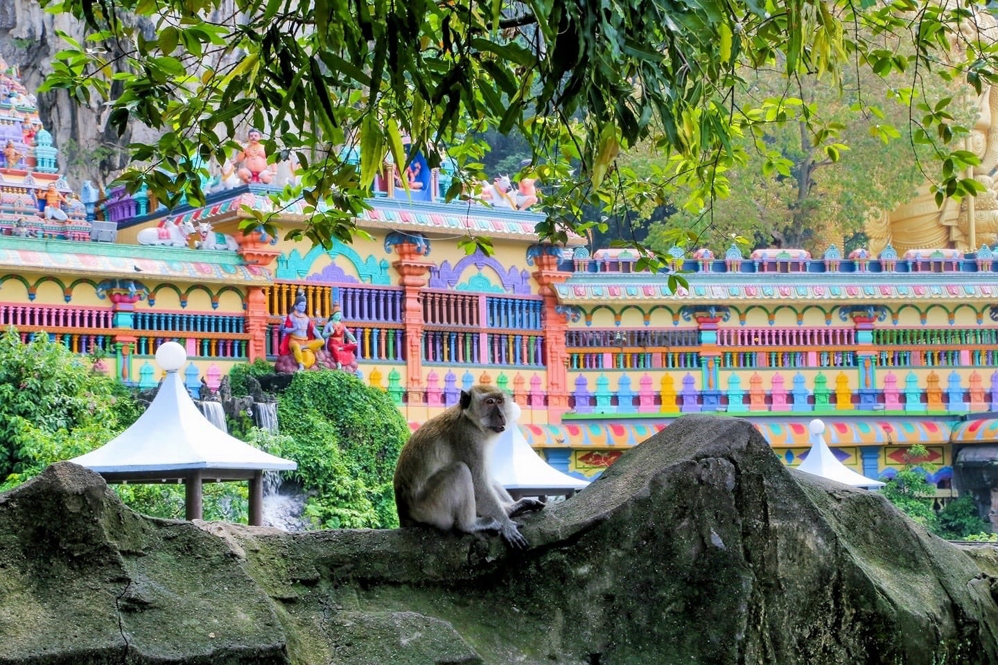 Macaque sitting on rock at Batu Caves Malaysia