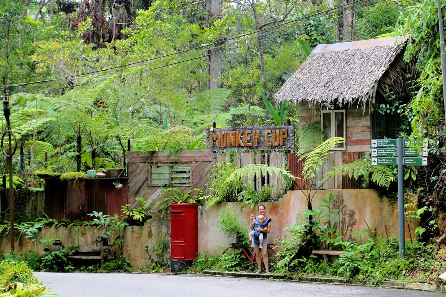 Monkey Cup Kopi Hutan coffee on Penang Hill Malaysia mother and baby in front of forested property