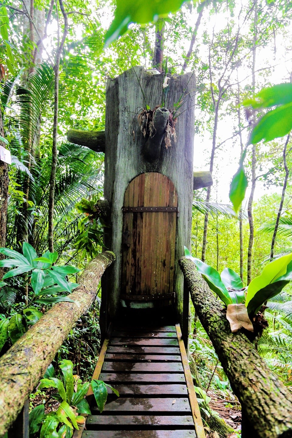 tree trunk toilet Monkey Cup Kopi Hutan coffee