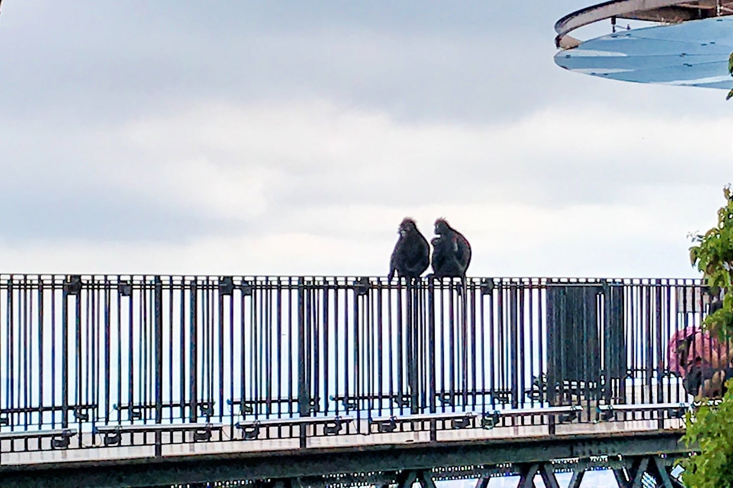 two adult Dusky Leaf monkeys and a baby on a rail