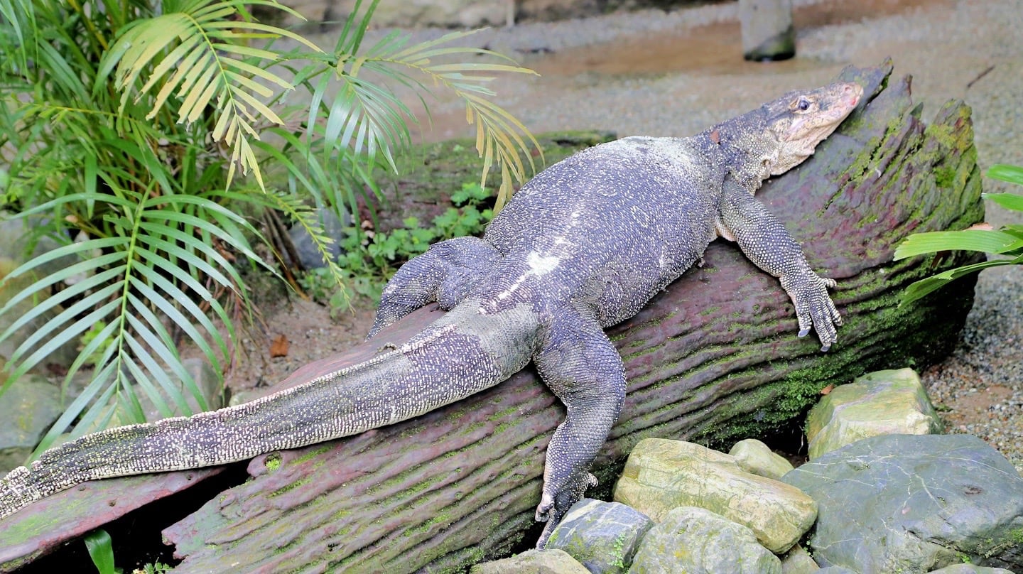 monitor lizard at Entopia by Penang Butterfly Farm