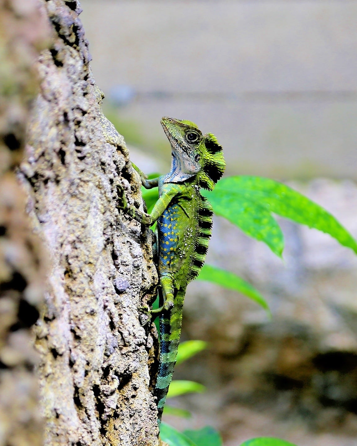 small reptile in Entopia by Penang Butterfly Farm Malaysia