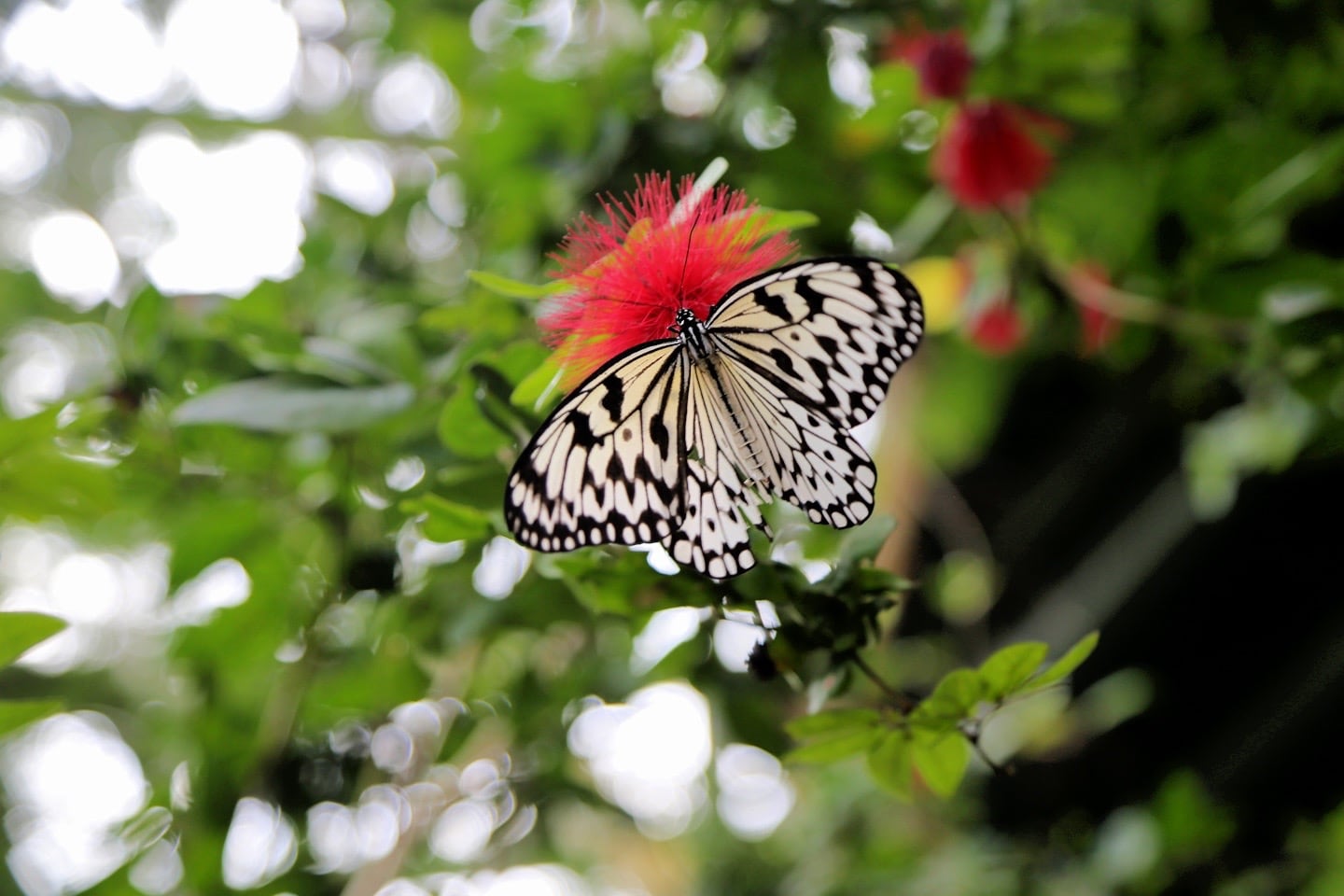 Entopia by Penang Butterfly Farm Malaysia