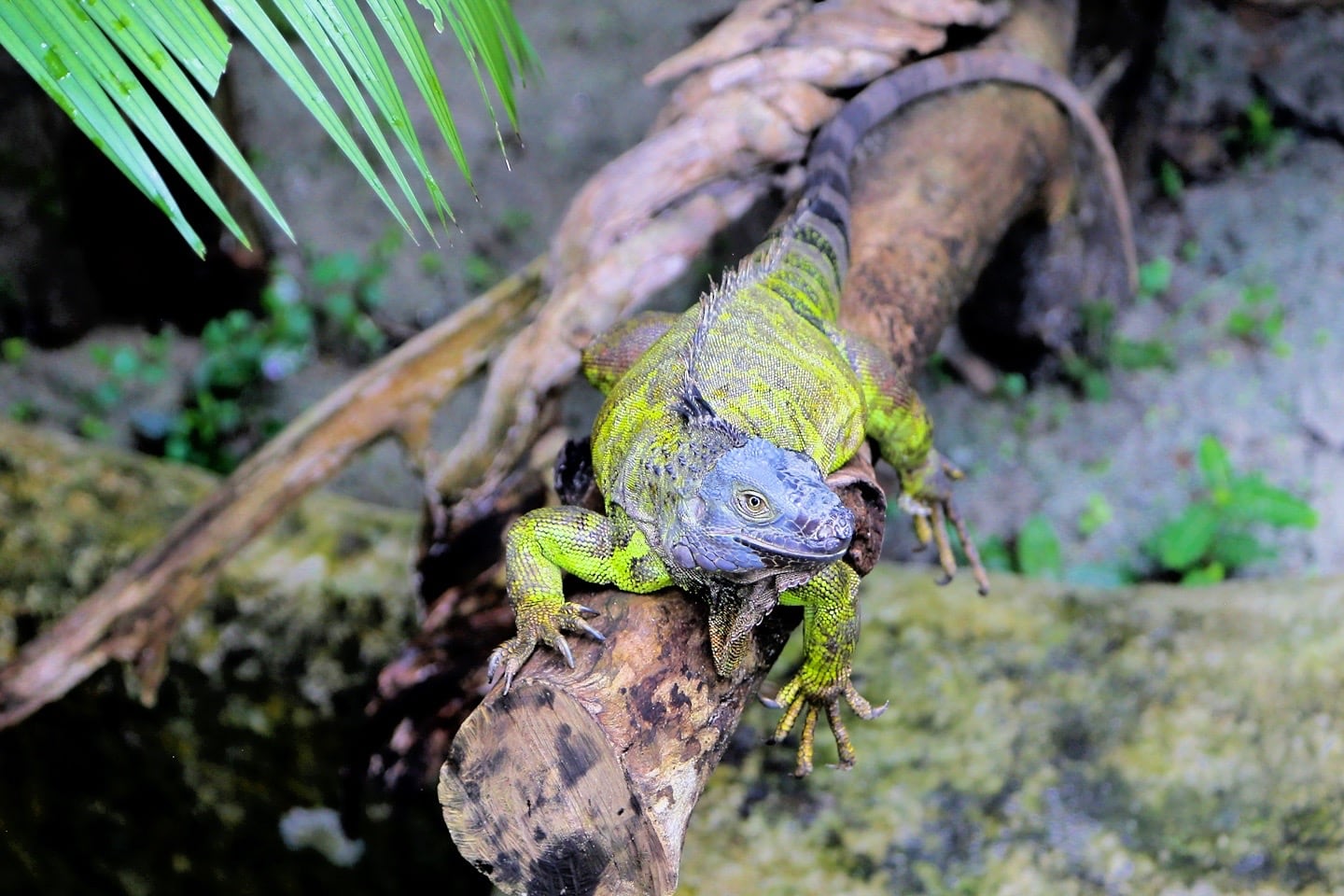 large reptile Entopia by Penang Butterfly Farm Malaysia