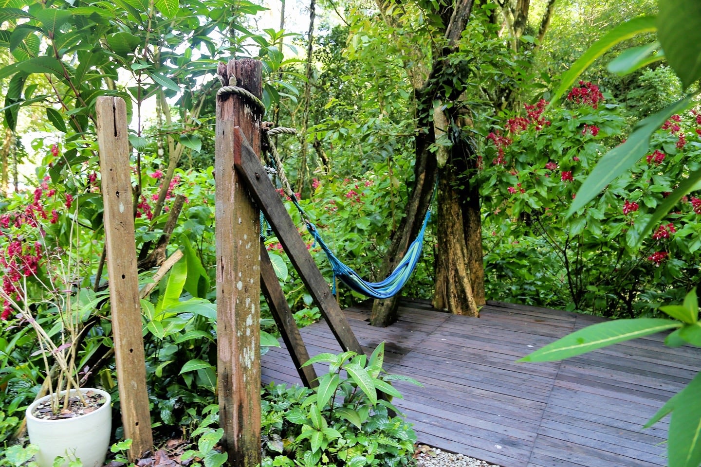 hammock in the jungle