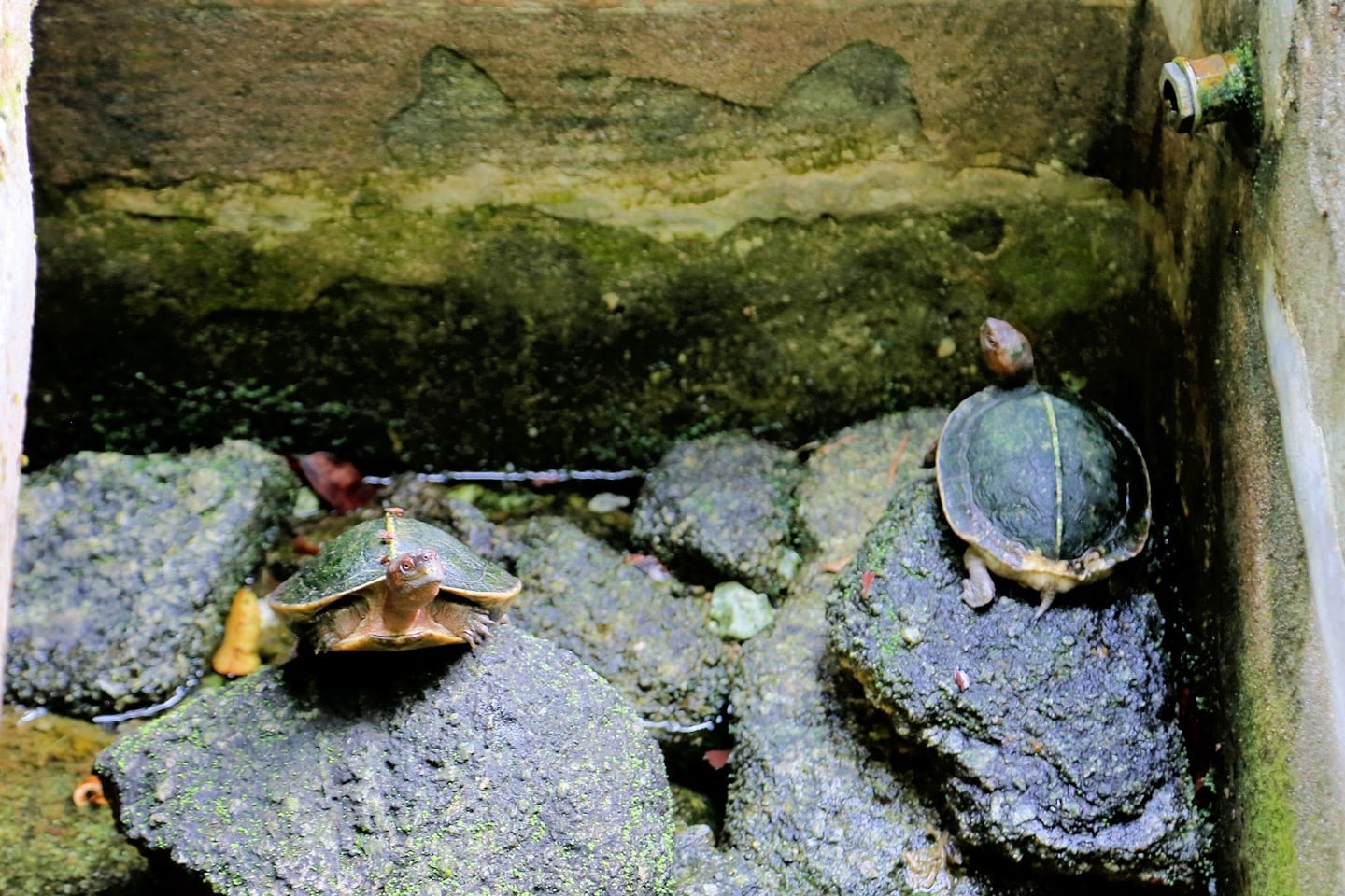 turtles at spice garden