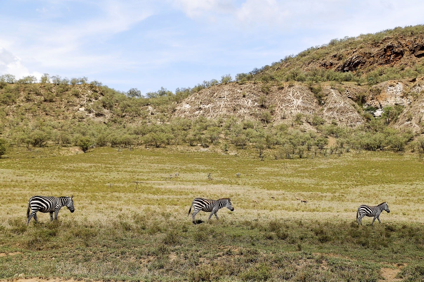 zebra Kenya Rift Valley