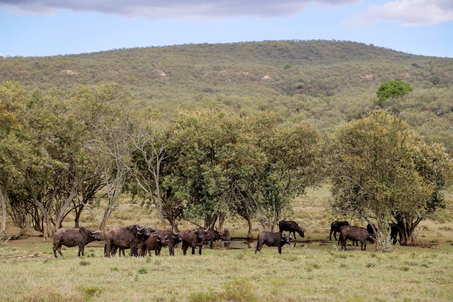 African buffalo roam Rift Valley Kenya