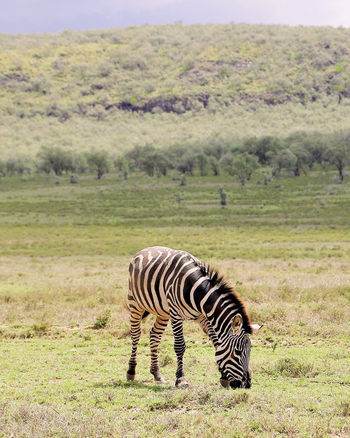 zebra grazing in Kenya