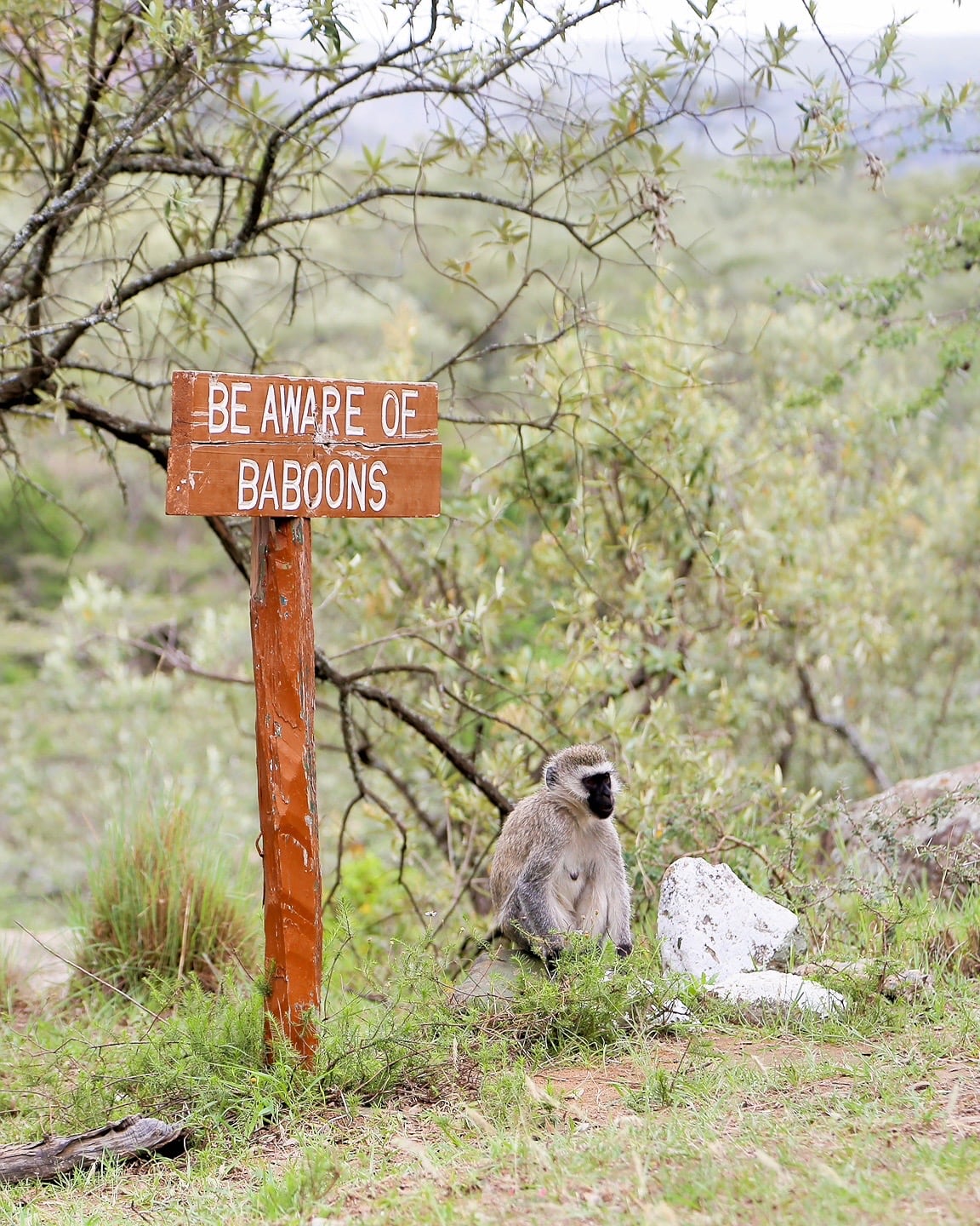 Baboon and sign at wildlife reserve in Kenya