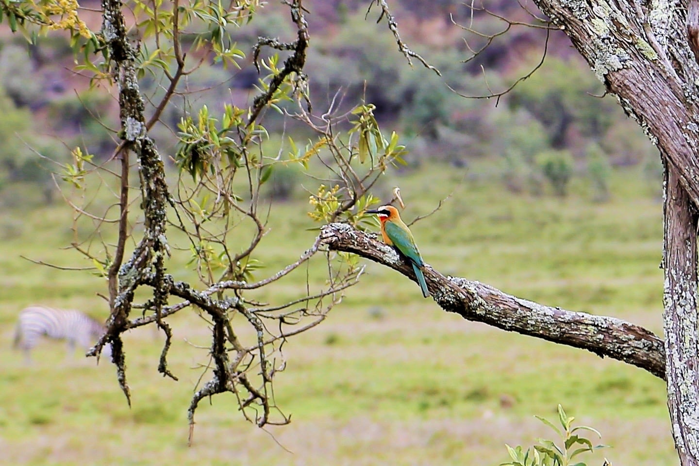colorful bird on branch in Kenya