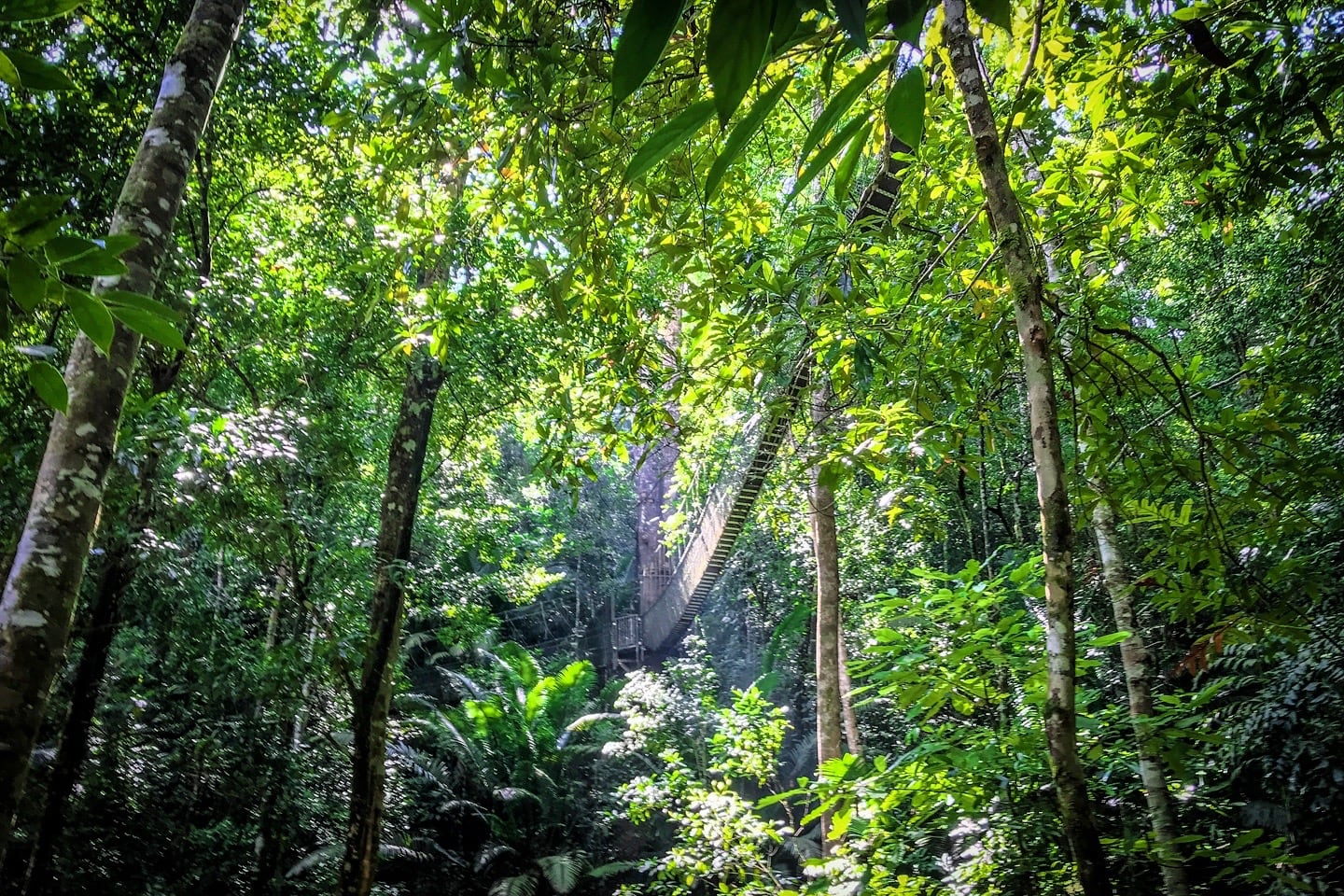 Penang National Park canopy walk