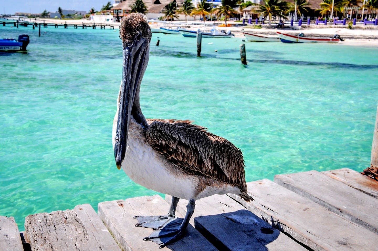 large pelican on dock in Puerto Morelos Mexico