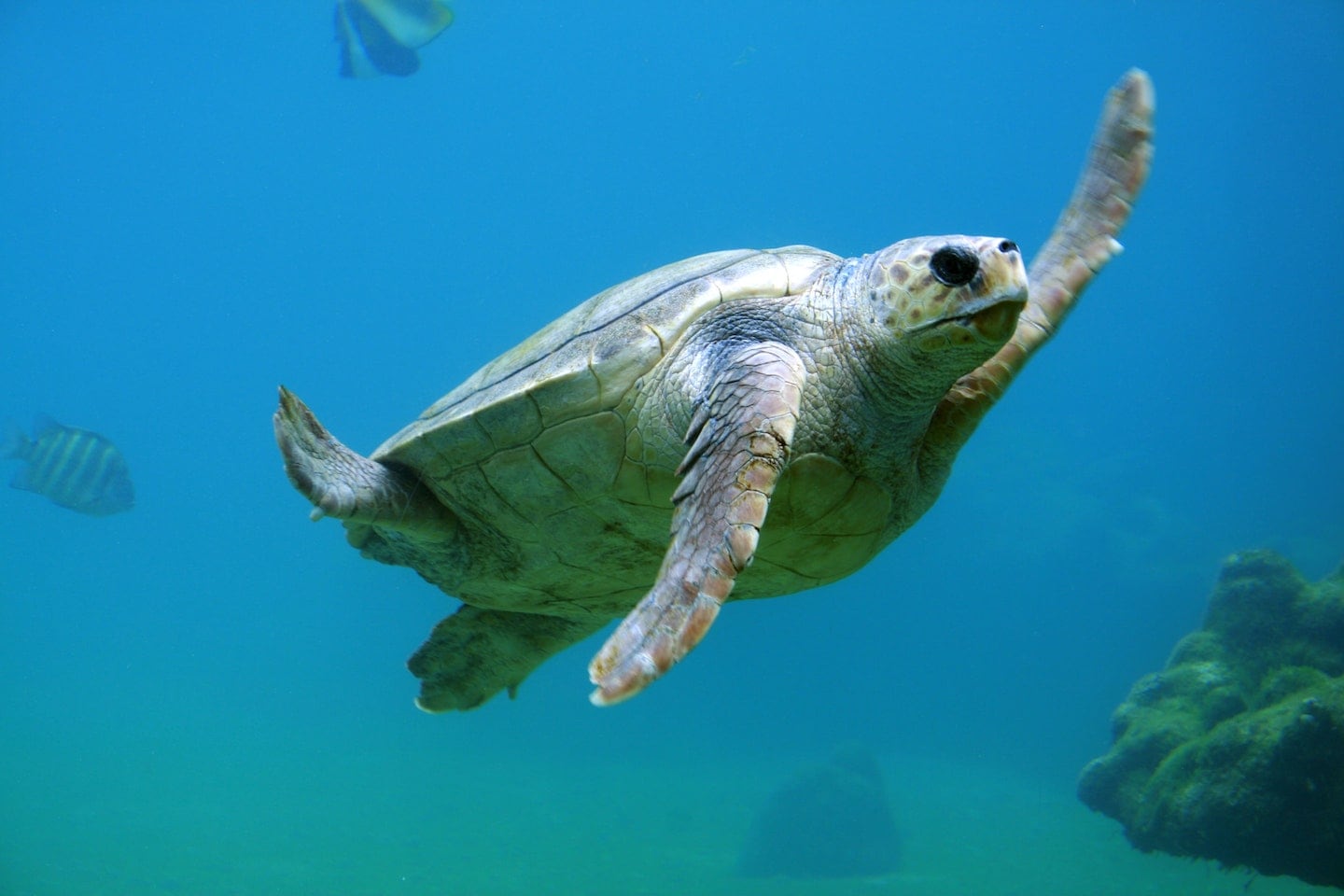 sea turtle Caribbean