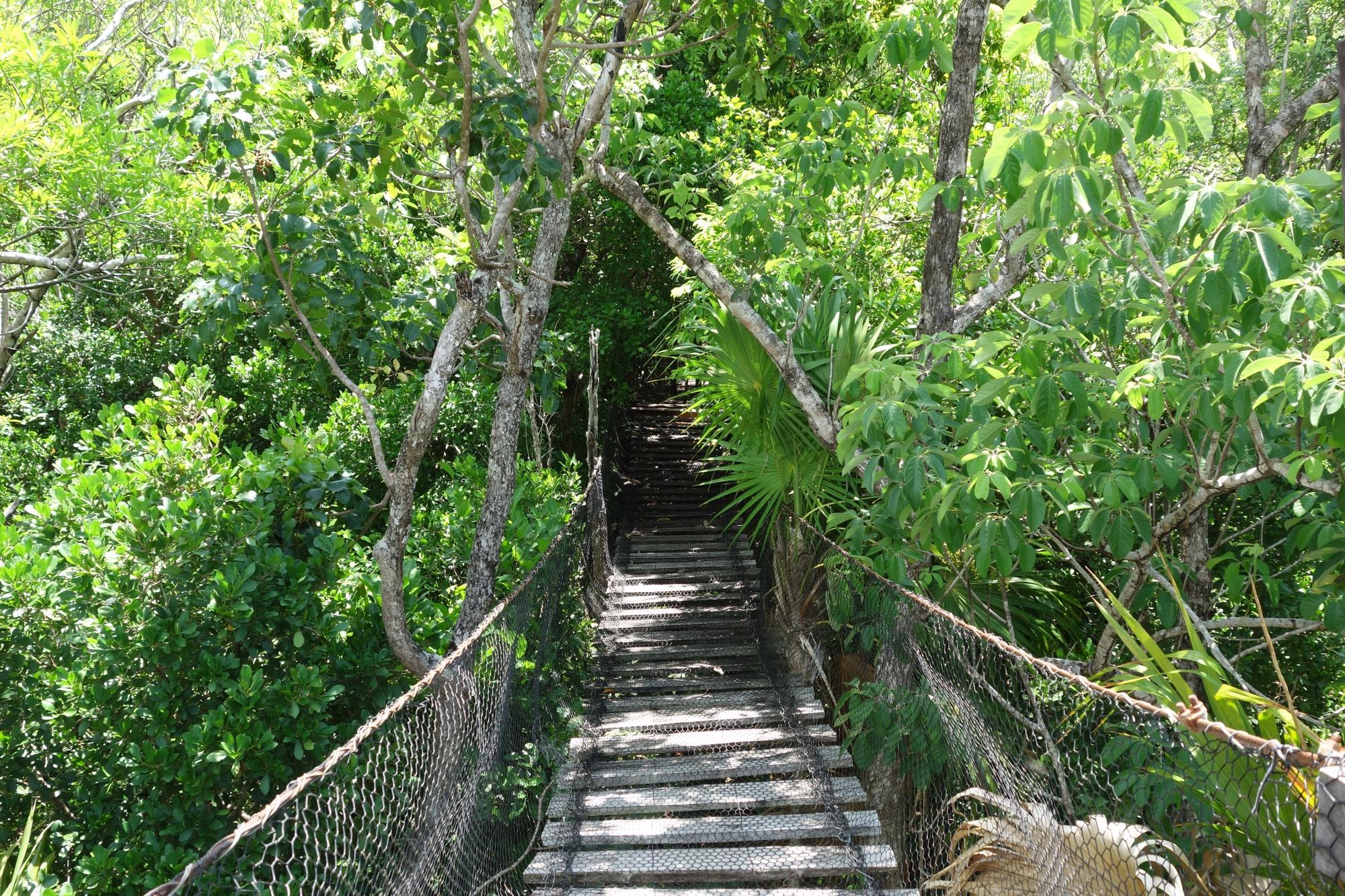 rope suspension bridge in jungle