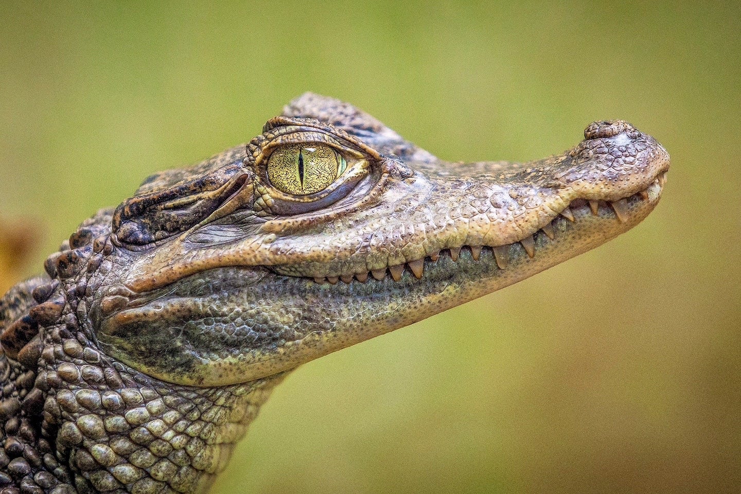 crocodile profile