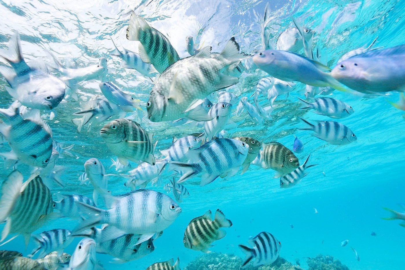 tropical fish in the sea