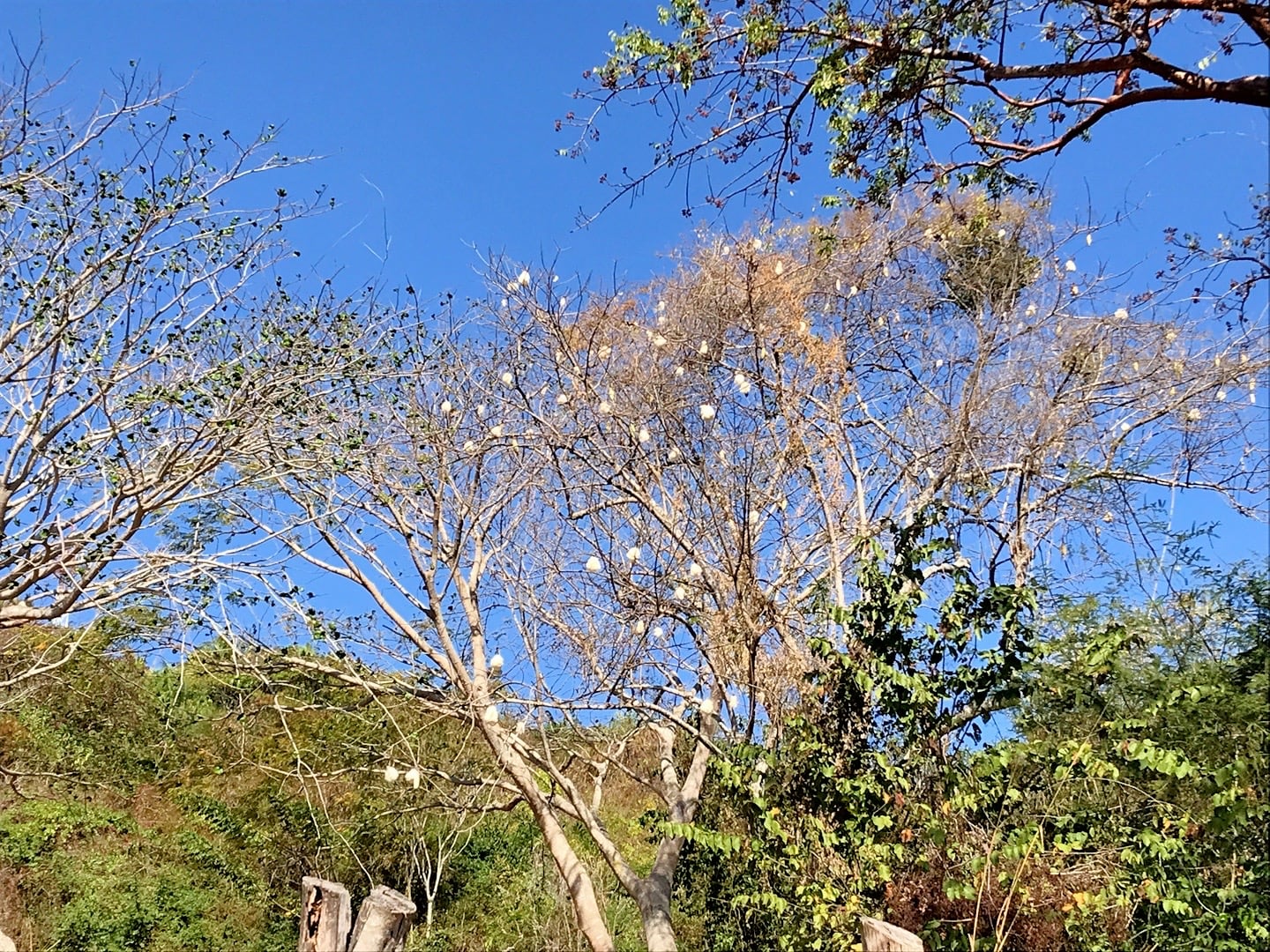 cotton tree and blue sky