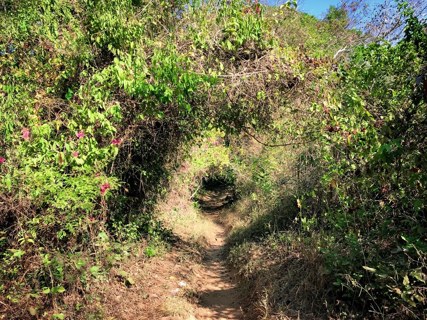 hiking trail to Cerro del Mono Monkey Mountain Sayulita through the jungle