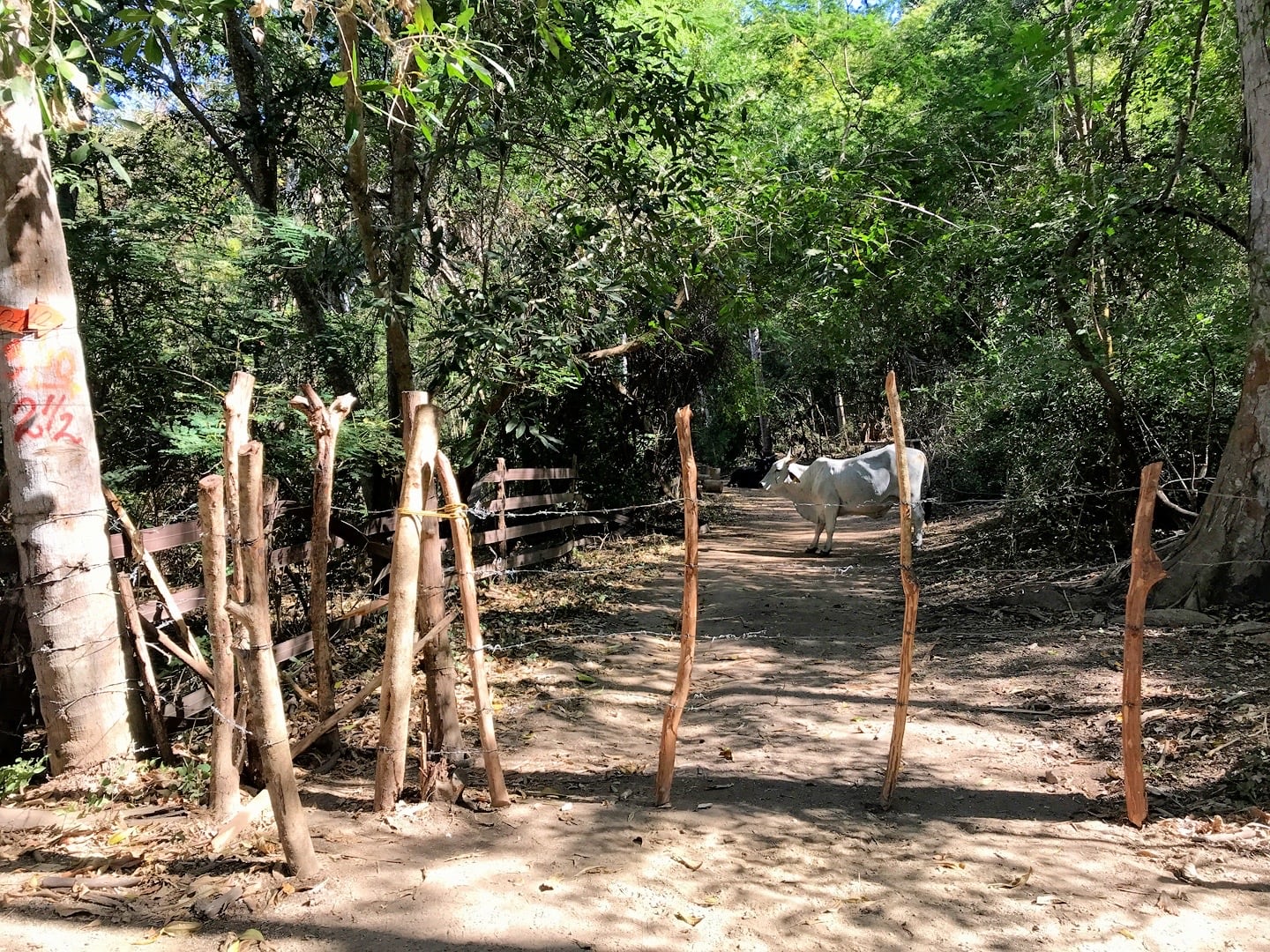 cattle behind fence in jungle