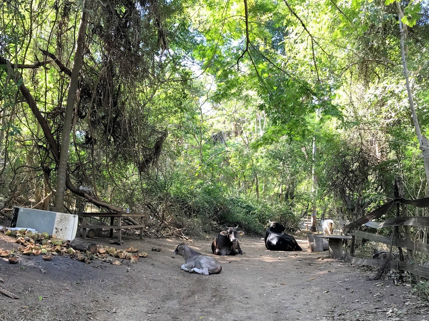 cattle resting on the ground