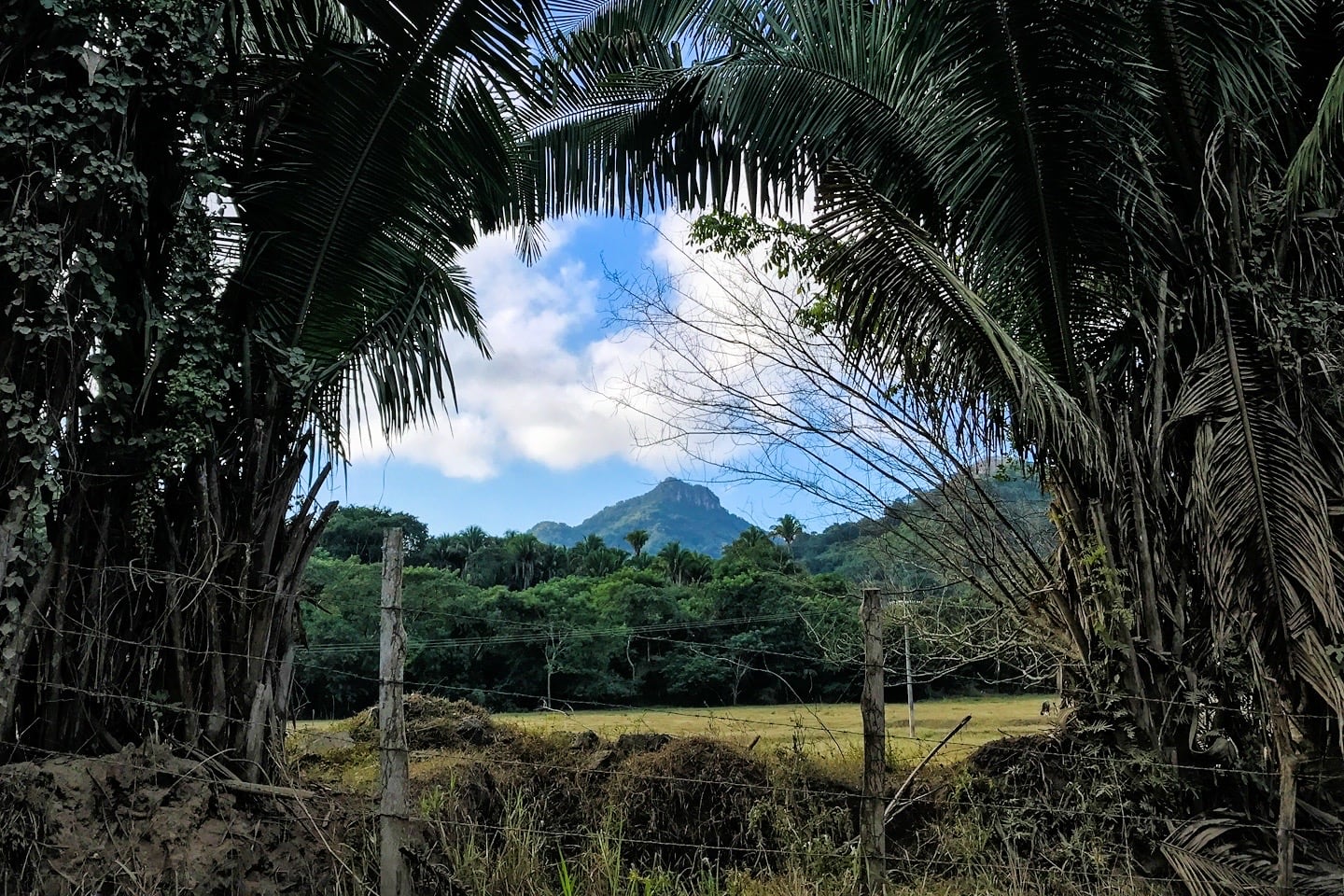 View of Cerro del Mono Monkey Mountain framed by palm trees