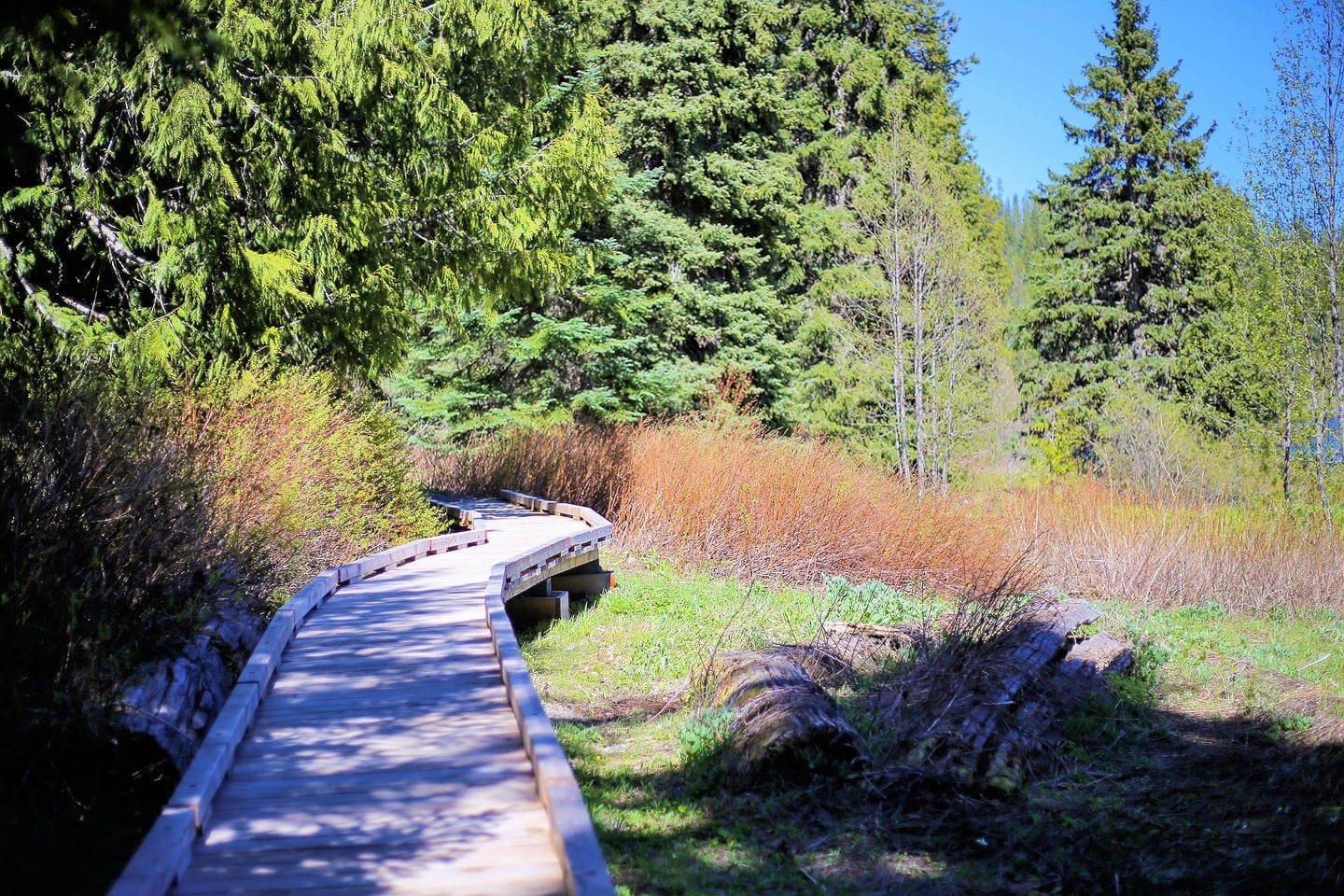 snaking boardwalk through forest