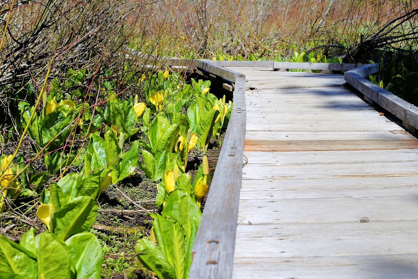 boardwalk on trail at Trillium Lake near Mount Hood