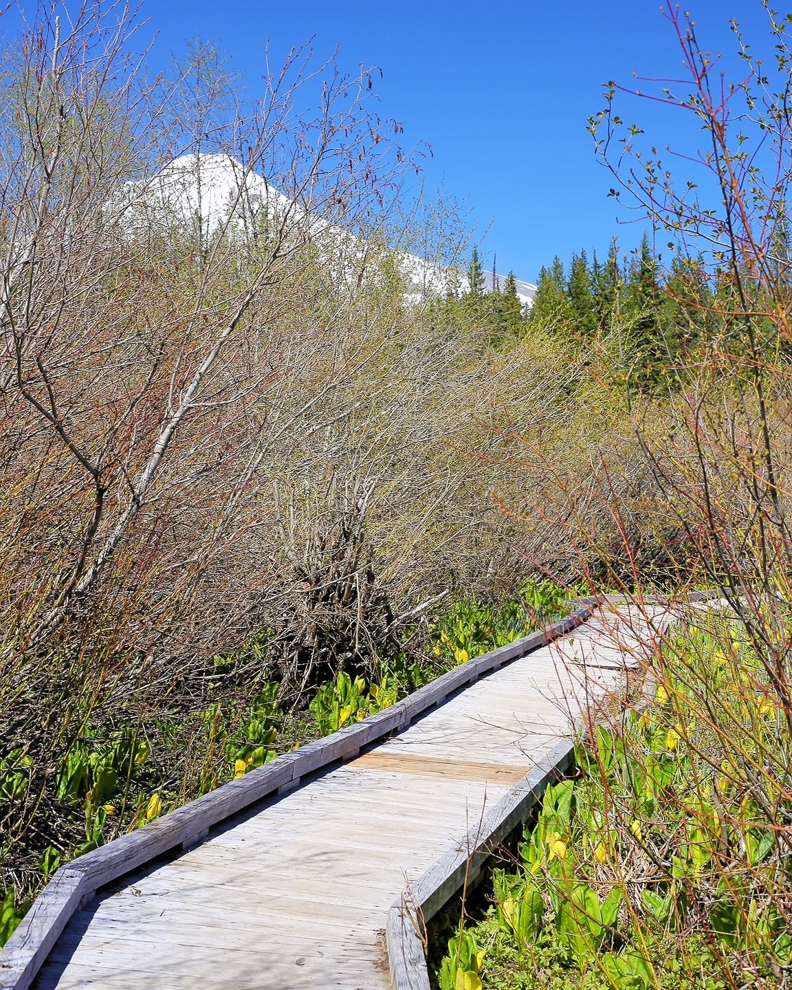 Trillium Lake hike boardwalk and Mount Hood