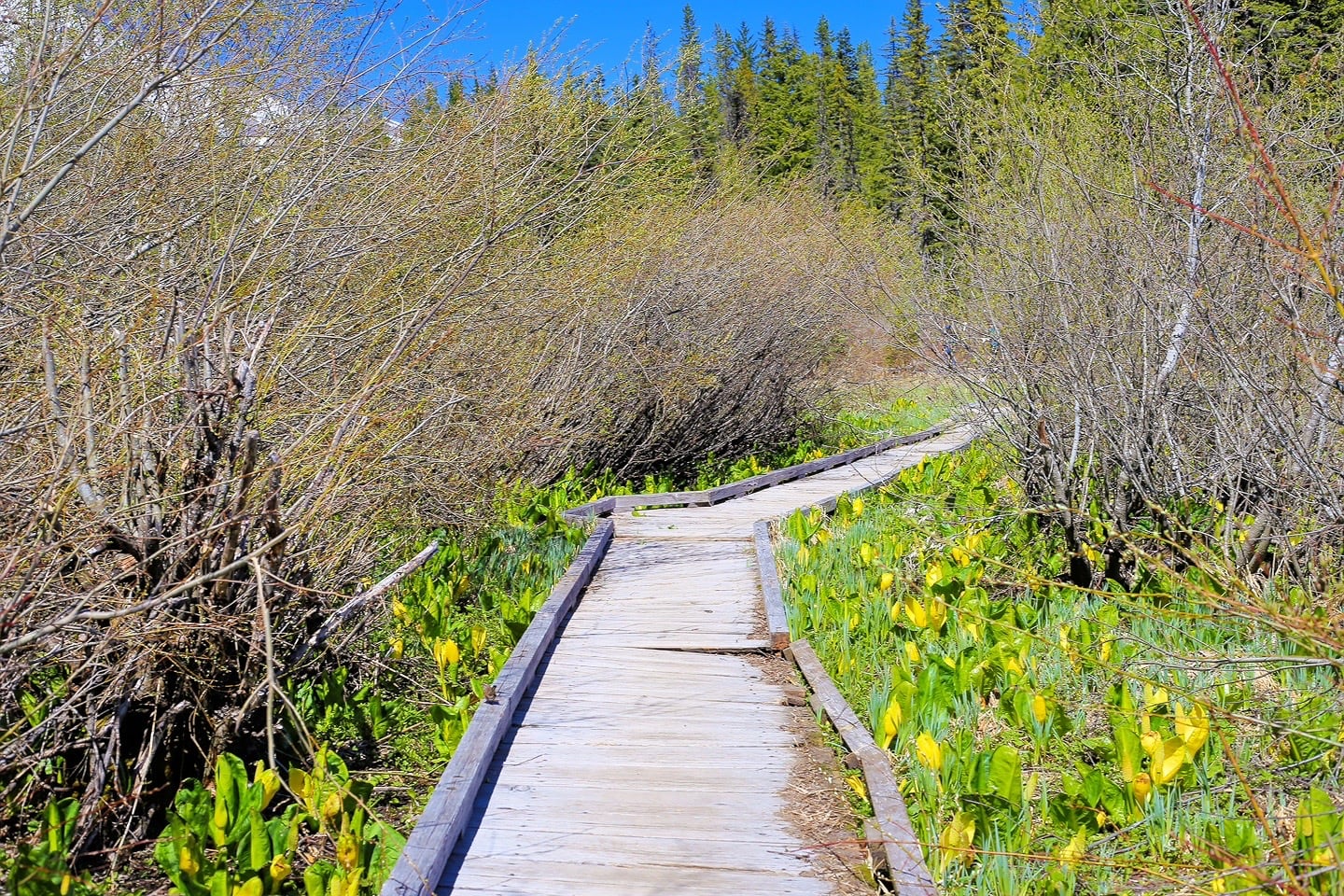 Trillium Lake hike boardwalk and flora
