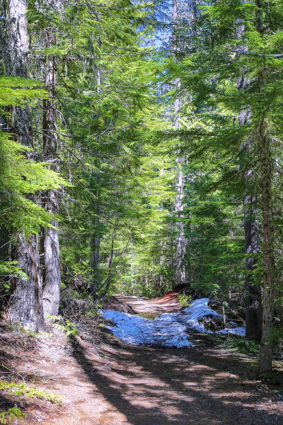 Trillium Lake hike snow in forest