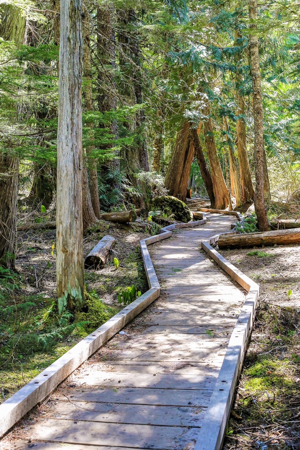 boardwalk on the Trillium Lake hike trail