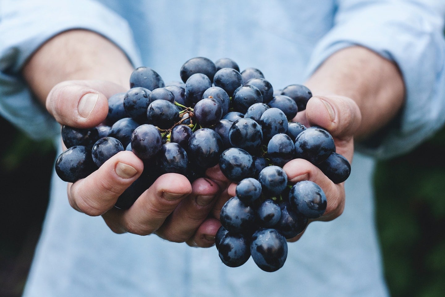wine grapes in hands