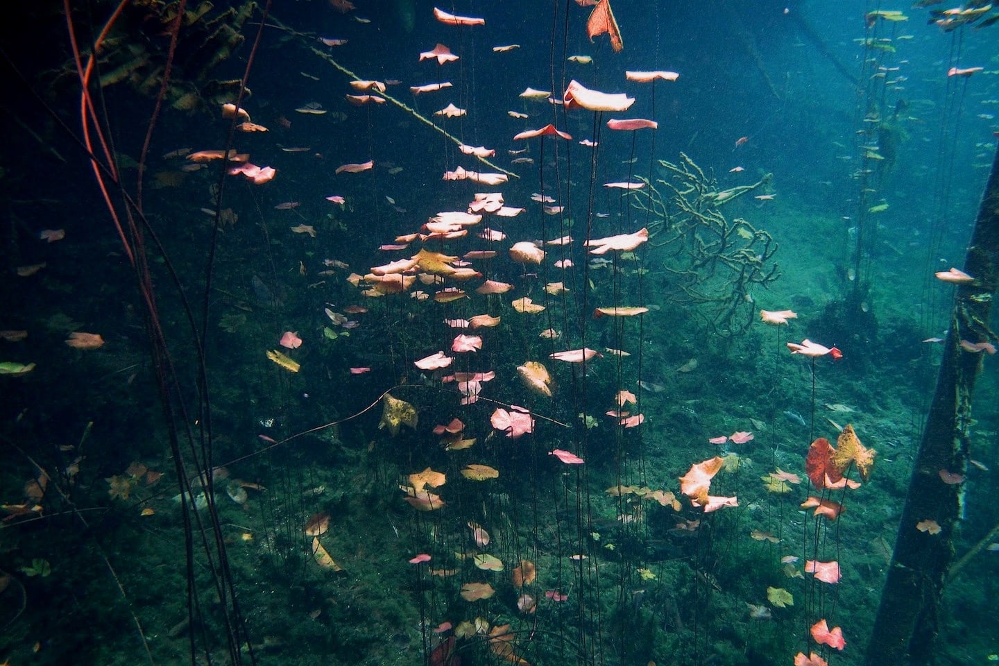 Car Wash cenote underwater world