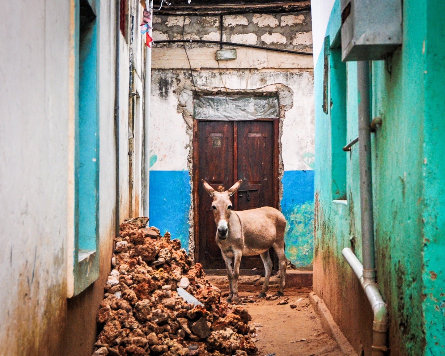 mule in alleyway on Lamu Island