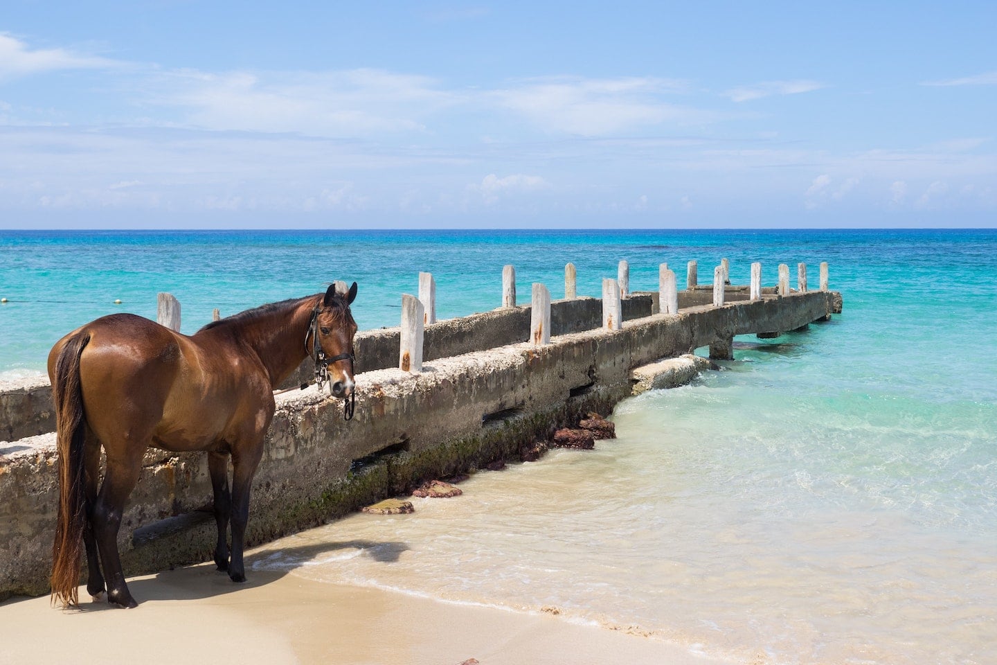 horse on beach near old pier in Jamaica