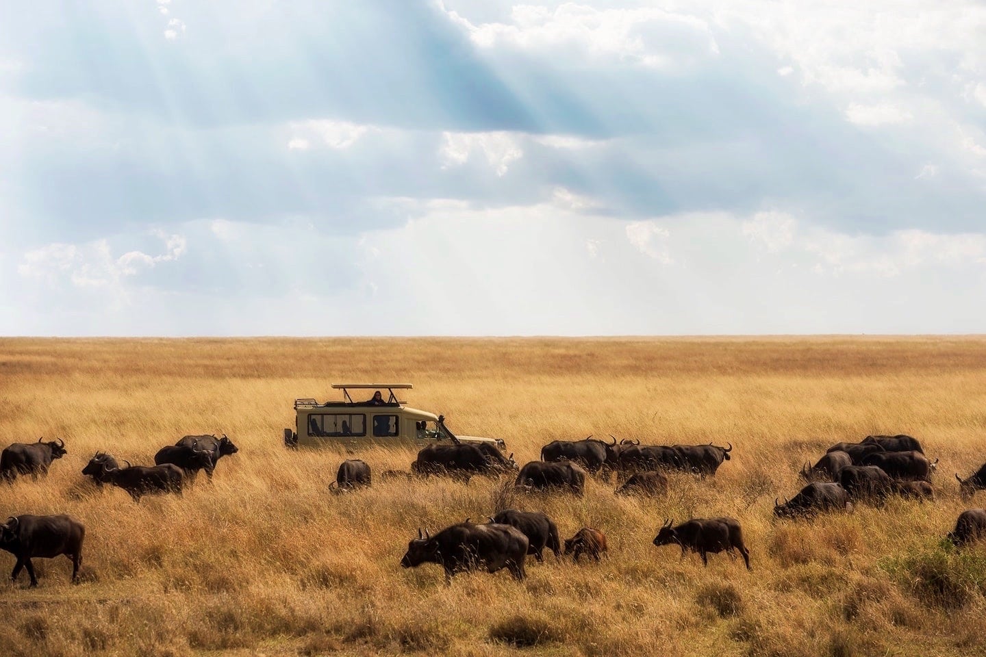Tanzania safari tours