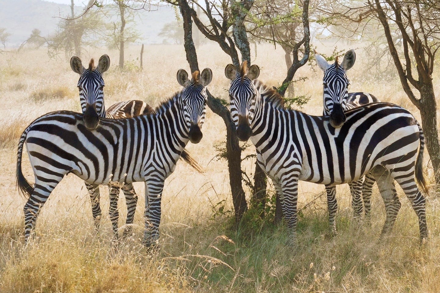 zebra on safari tour
