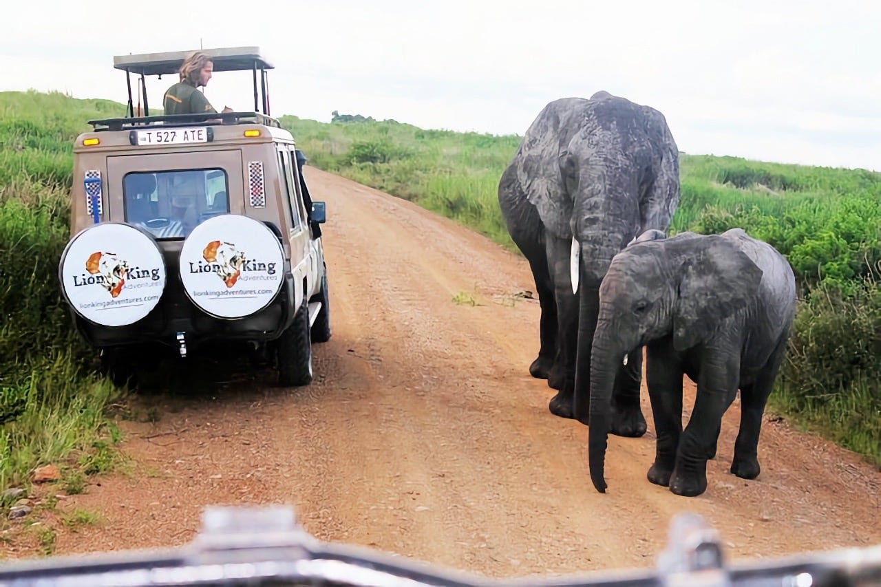 Tanzania safari tours elephants