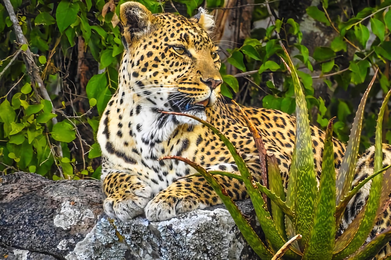 leopard safari tours Tanzania