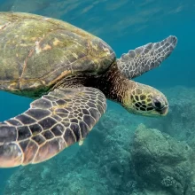 sea turtle in Tulum snorkeling tours
