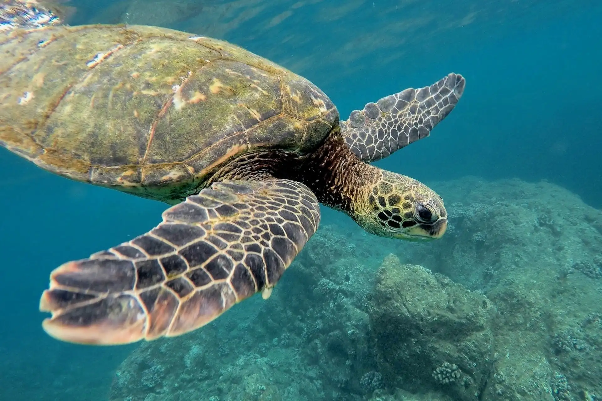 sea turtle in Tulum snorkeling tours