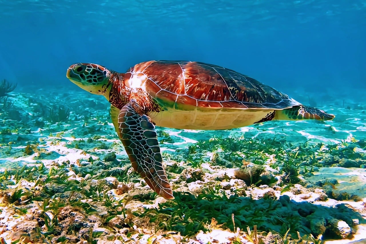 sea turtle best Tulum snorkeling trips